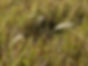 Nonnative Species in Florida's Heartland