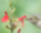 Growing Native Wildflowers
