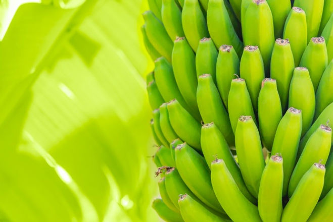 grenn-platanos-palma-cultivo-frutas-plantaciones-isla-tenerife-platano-inmaduro-joven-palm