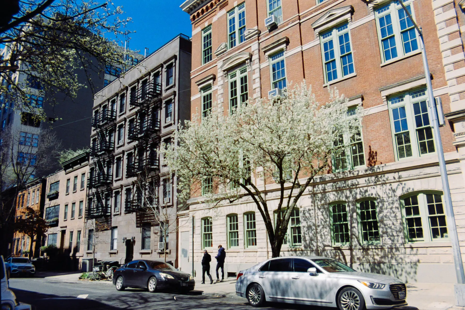 Blühender Baum in einer Seitenstrasse in New York City