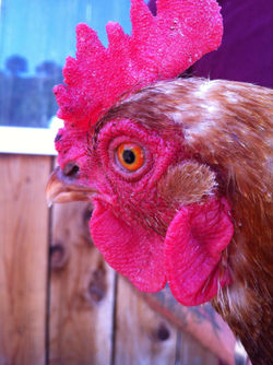 Rooster