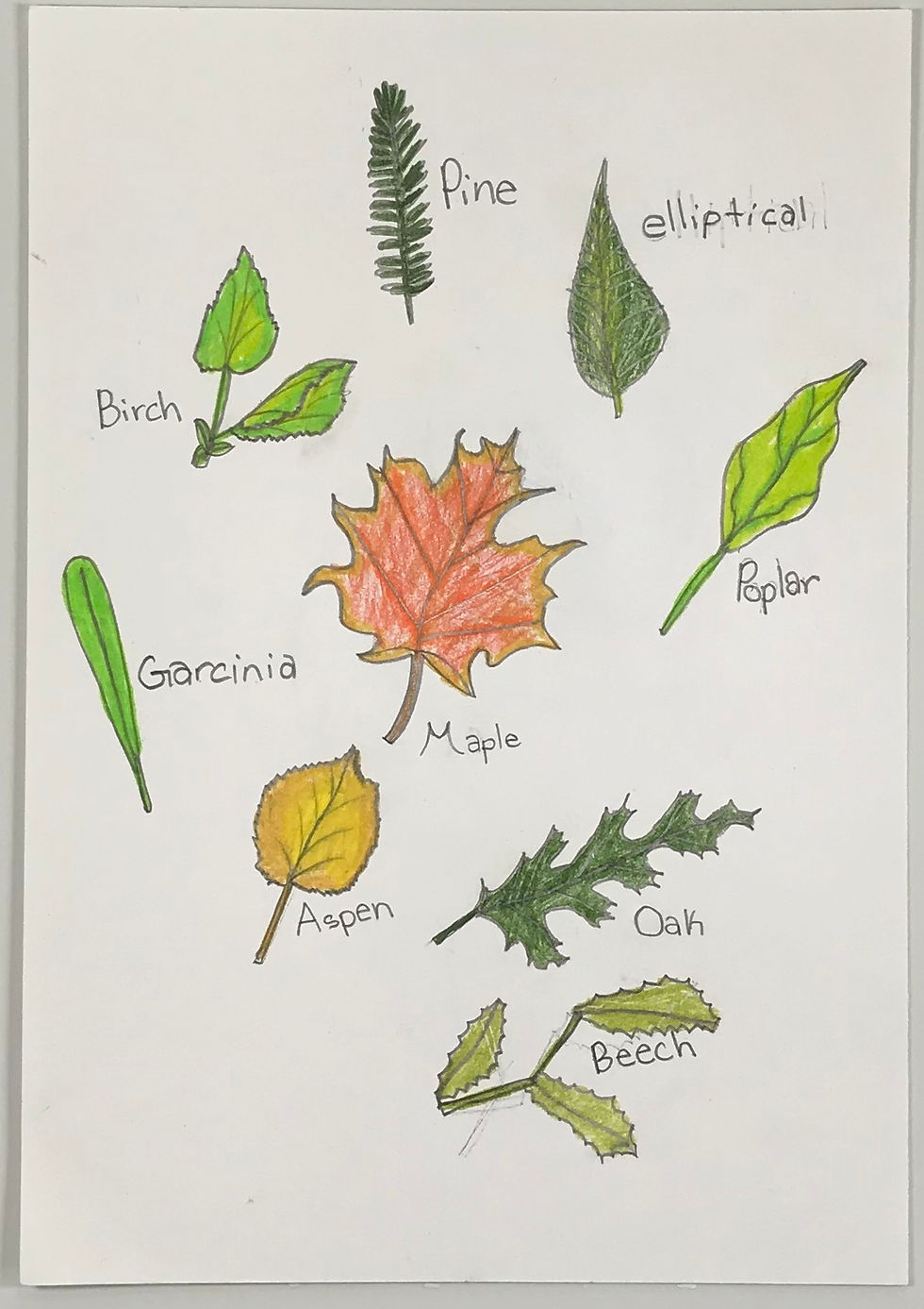Study of Leaves