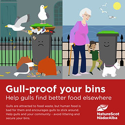gull-proof-your-bins-square-a5724004 (1).jpeg
