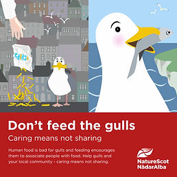 don-t-feed-the-gulls-square-a5723996 (1).jpeg