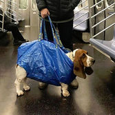 Adieu la laisse : les chiens doivent désormais voyager… dans un sac