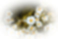 Marguerites