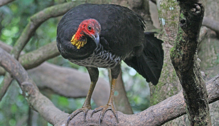 Adult Australian Brush-turkey in tree