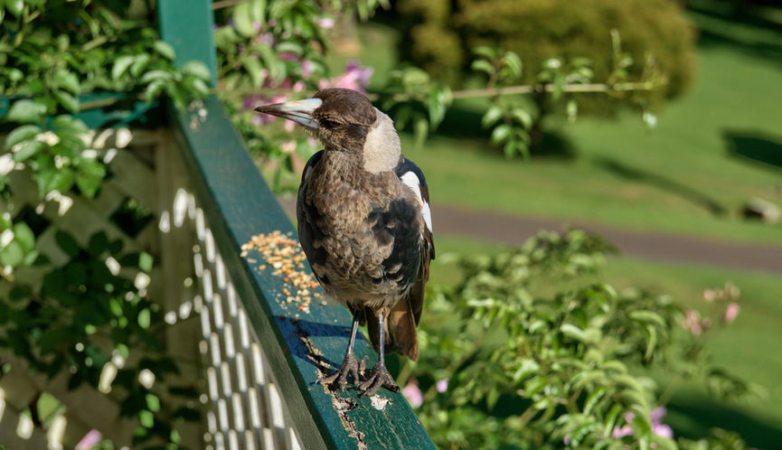 Juvenile Australian Magpie