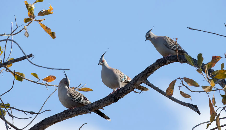 Three Crested Pigeons