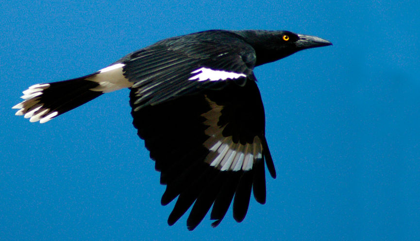 Pied Currawong in flight