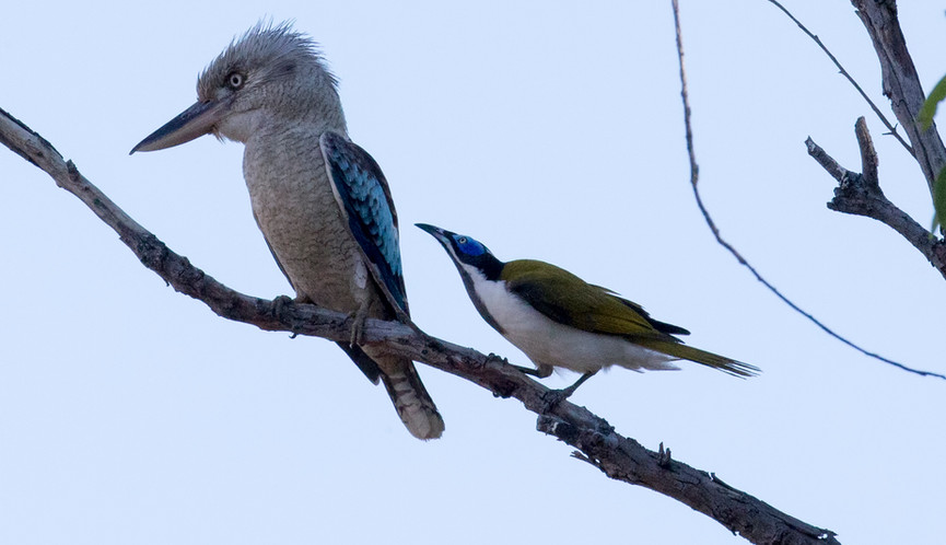 Perch war between a Kookaburra and a Blue-faced Honeyeater