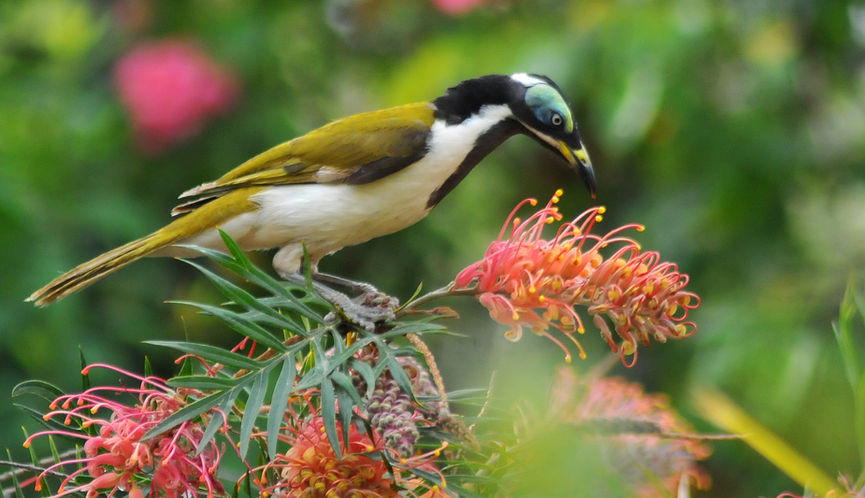 Blue-faced Honeyeater feeding on a grevillea