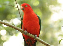 King Parrot.(c)Neil Humphris.JPG
