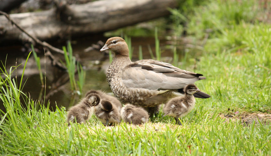 Female Australian Wood Duck and ducklings