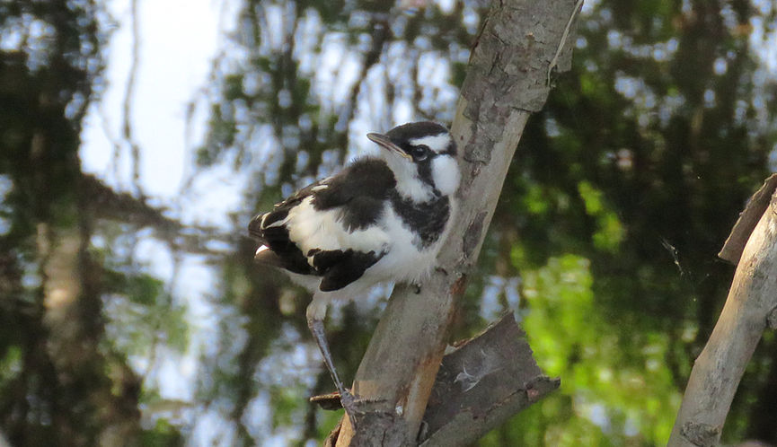 Recently fledged juvenile Magpie-lark