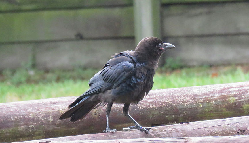 Juvenile Torresian Crow