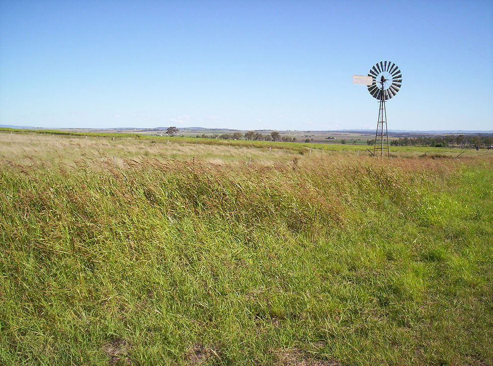 Grasslands