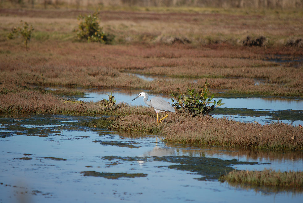 Wetlands