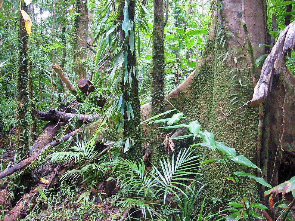 Rainforest