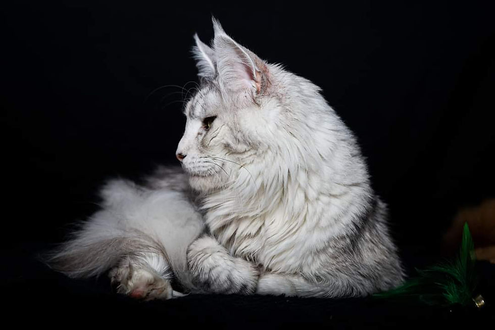 FB_IMG_1694704976960