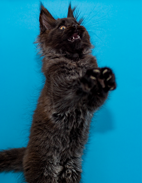 4T9A7955 (1)_edited_edited.png