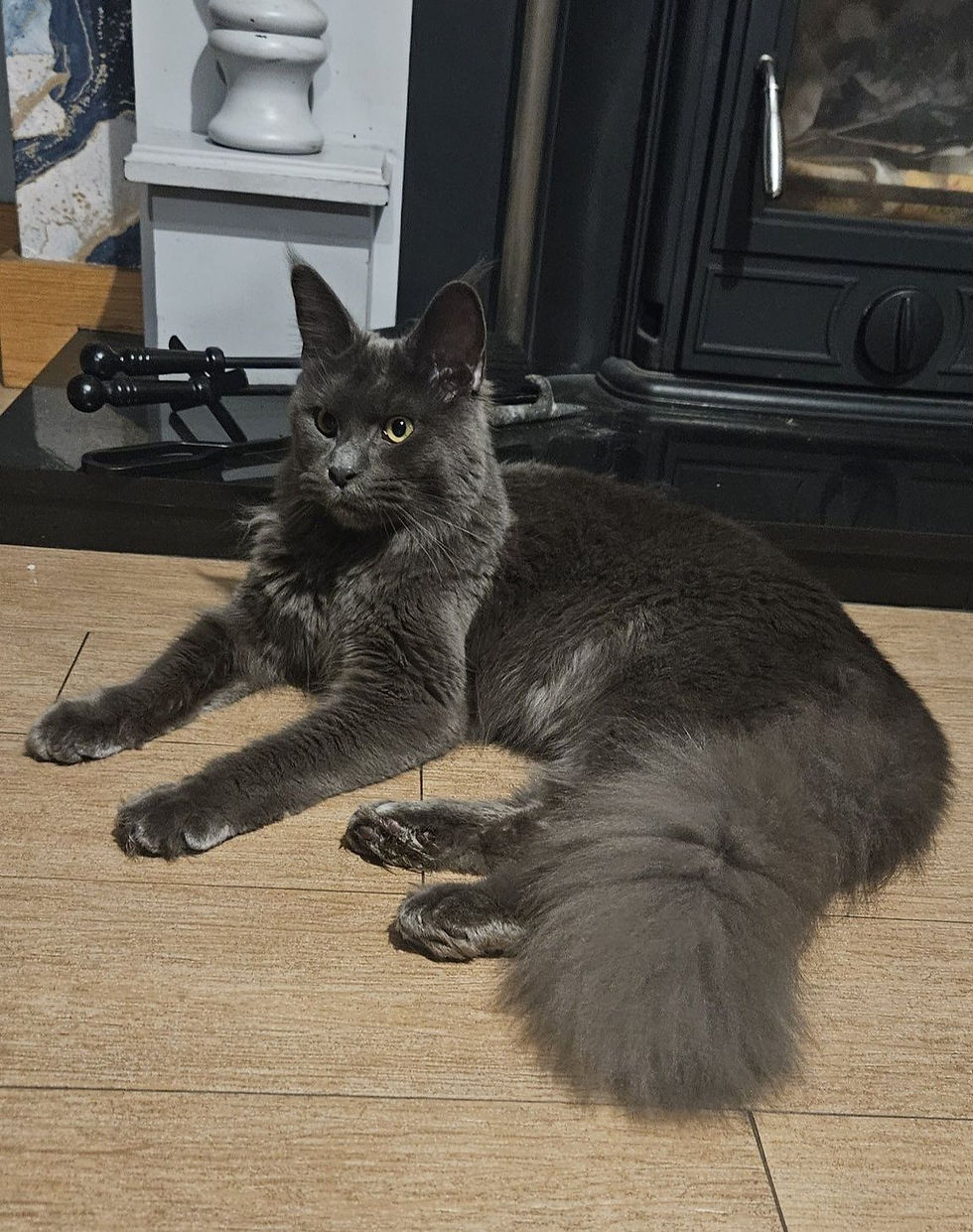 464222989_516662187951560_4049103552475424183_n (1)