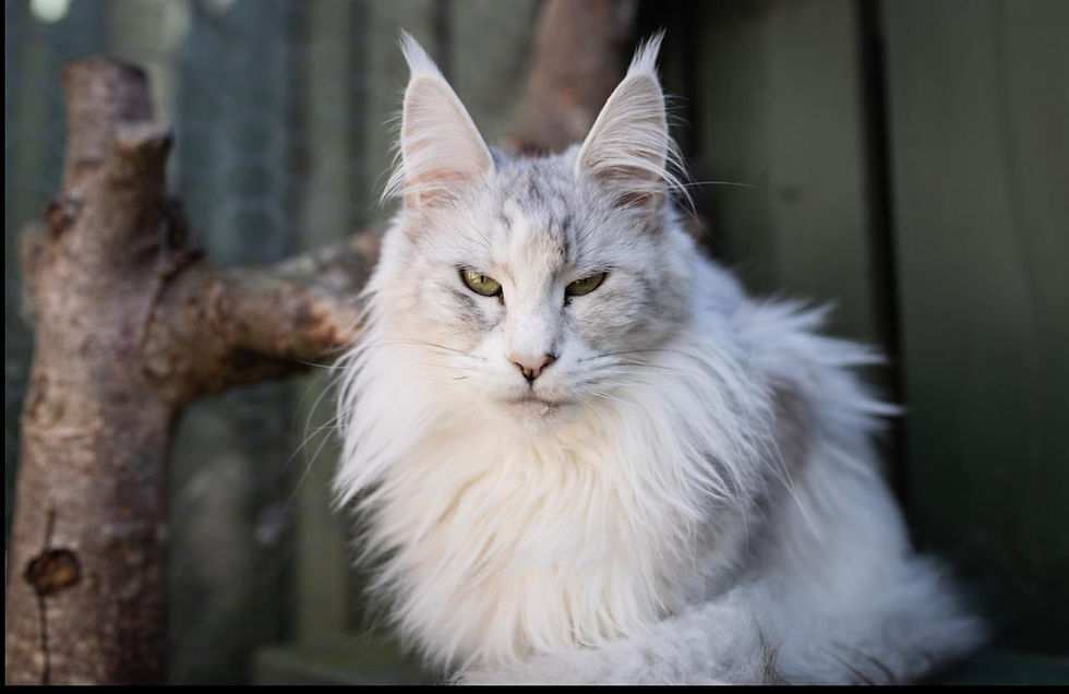 488950912_638201695797608_6940062293522568979_n