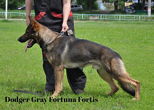 Dodger Gray Fortuna Fortis