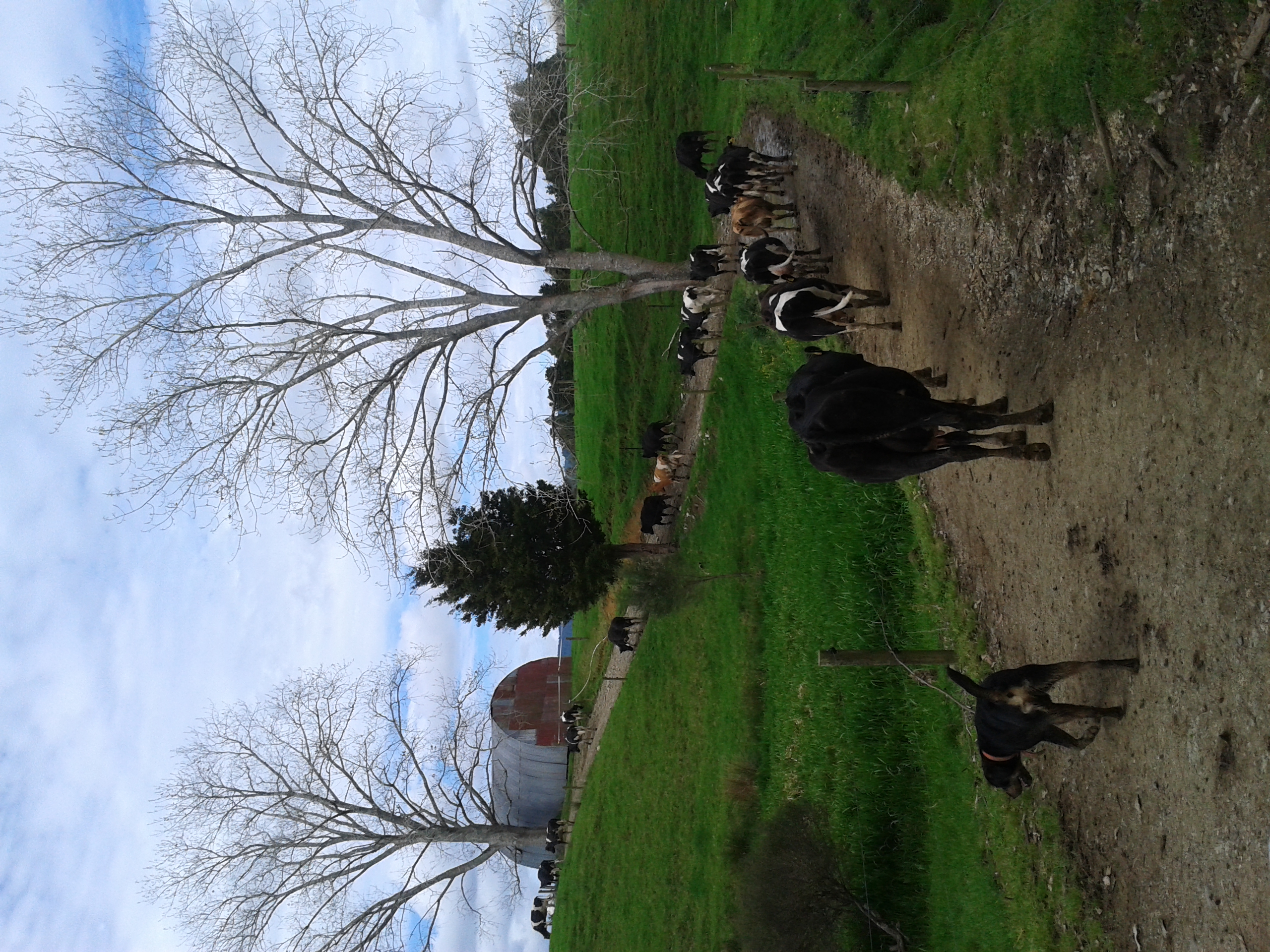 Kaitaia vet Mangamuka farm