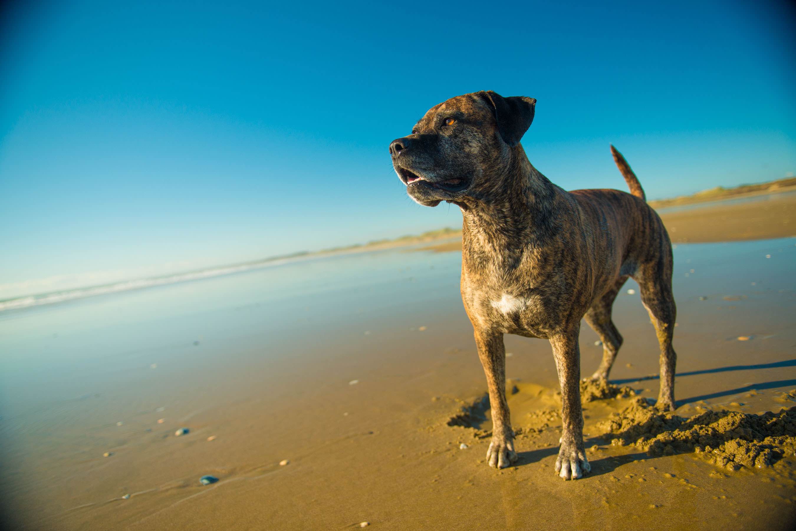 Tui the dog on 90 Mile Beach