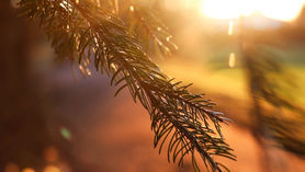 A Series of Letters, Prayers, and Psalms: Psalm of Salvation