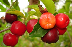 cerezas-maduras.jpg