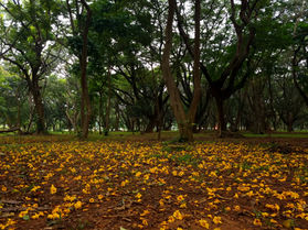 Cubbon Park Bangalore