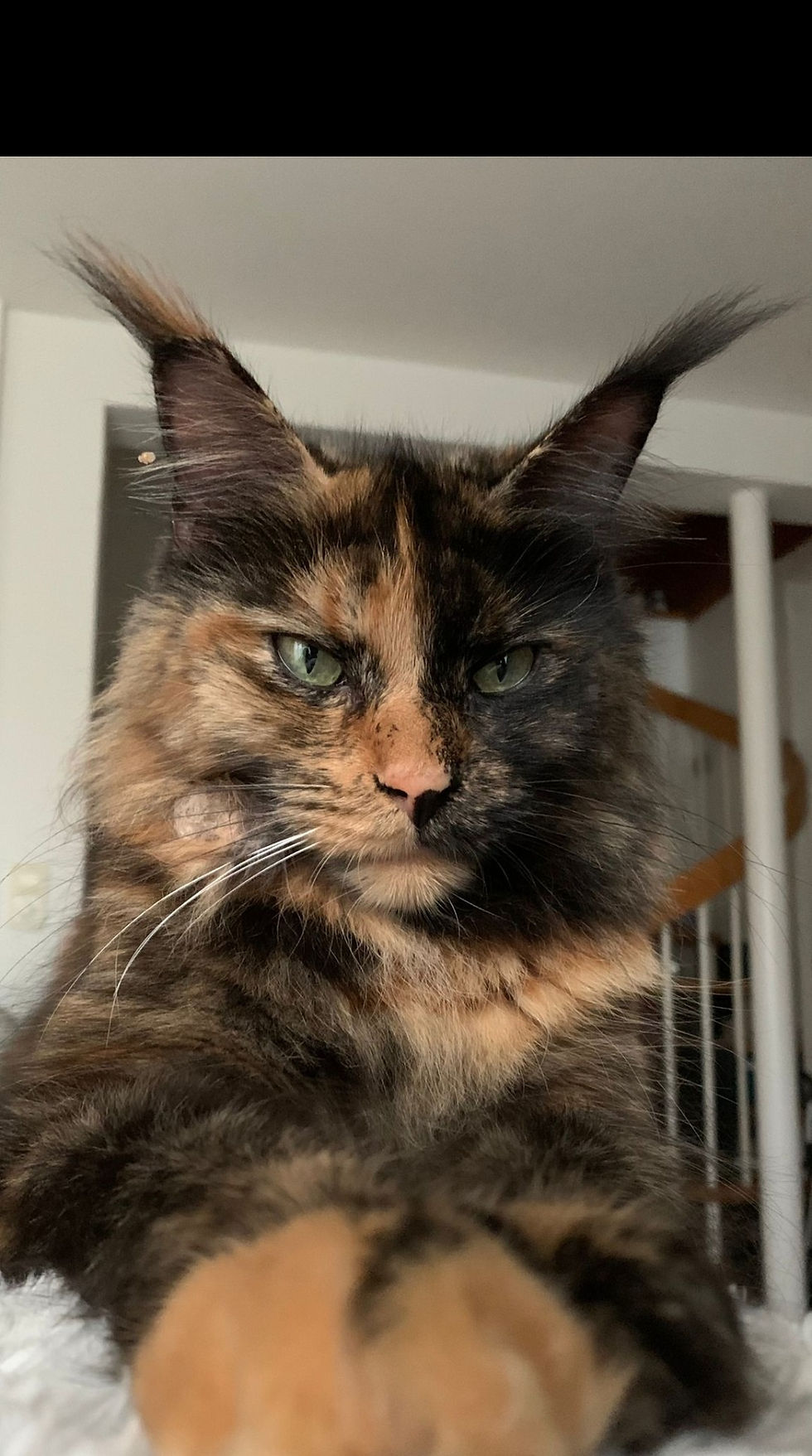 Maine coon chatterie serenitycoon's
