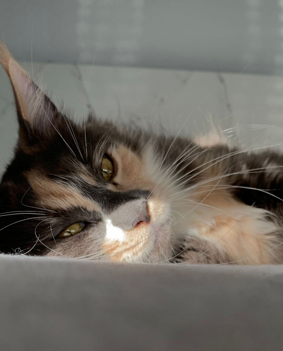 maine coon chatterie serenitycoon's o'bella