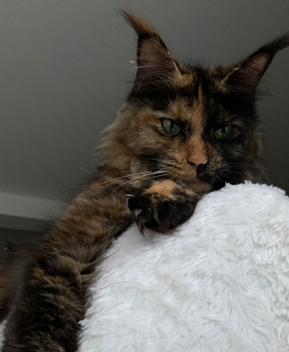 maine coon chatterie serenitycoon's pearl