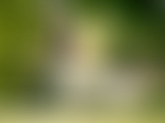 Obedience - posłuszeństwo sportowe w Positive Dog