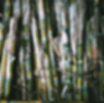 _BARRIL_RUM_SugarCane.jpg