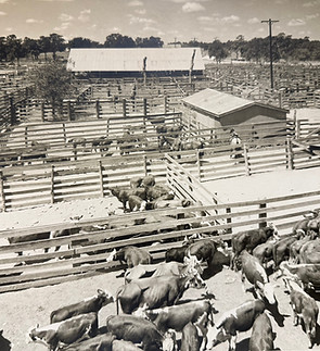 Port CitySartwelle Pictures_stockyards.jpg