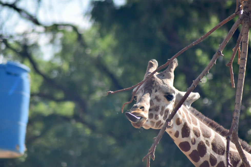 Giraffe at the Denver Zoo