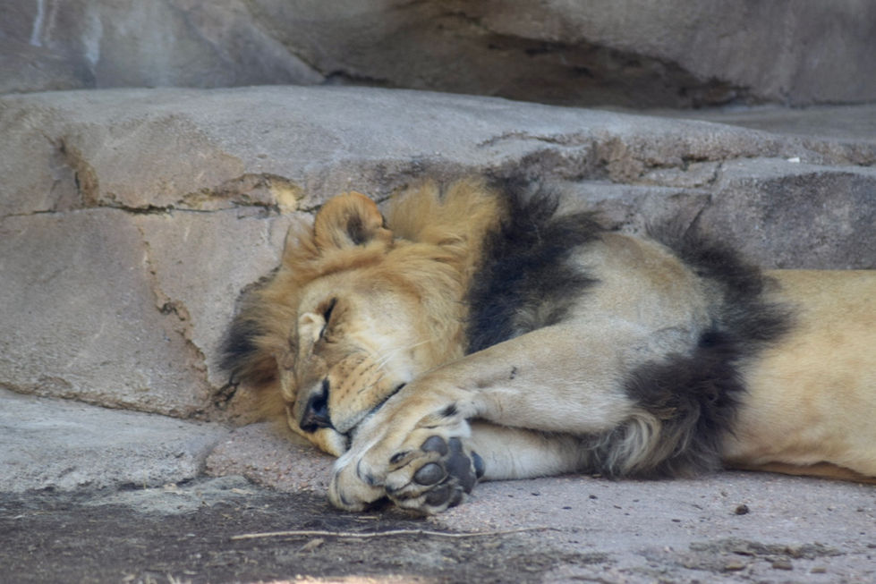 Sleeping Lion at the Denver Zoo