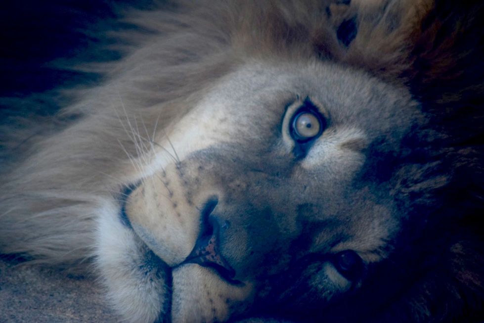 Lion at the Denver Zoo