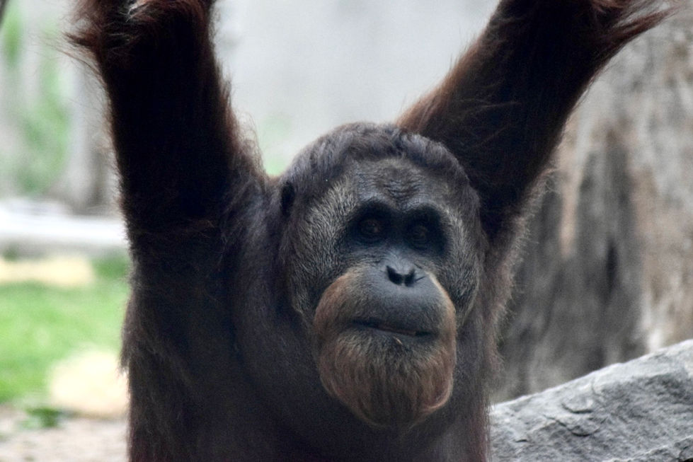 Orangutan at the Denver Zoo