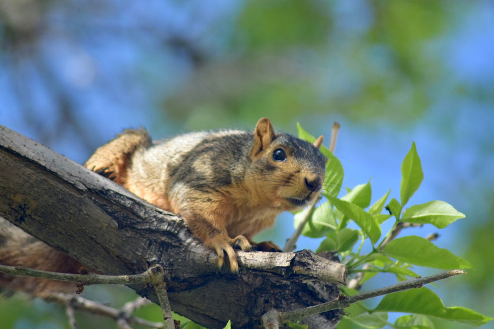 Fox Squirrel