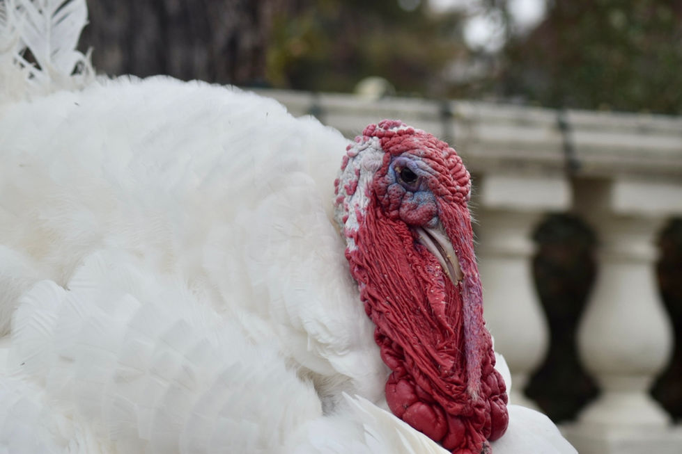 Gus the Pardoned Turkey