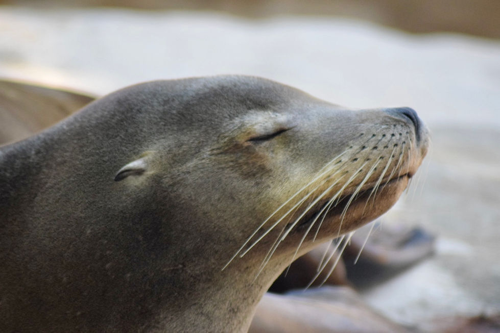 Seal at the Denver Zoo