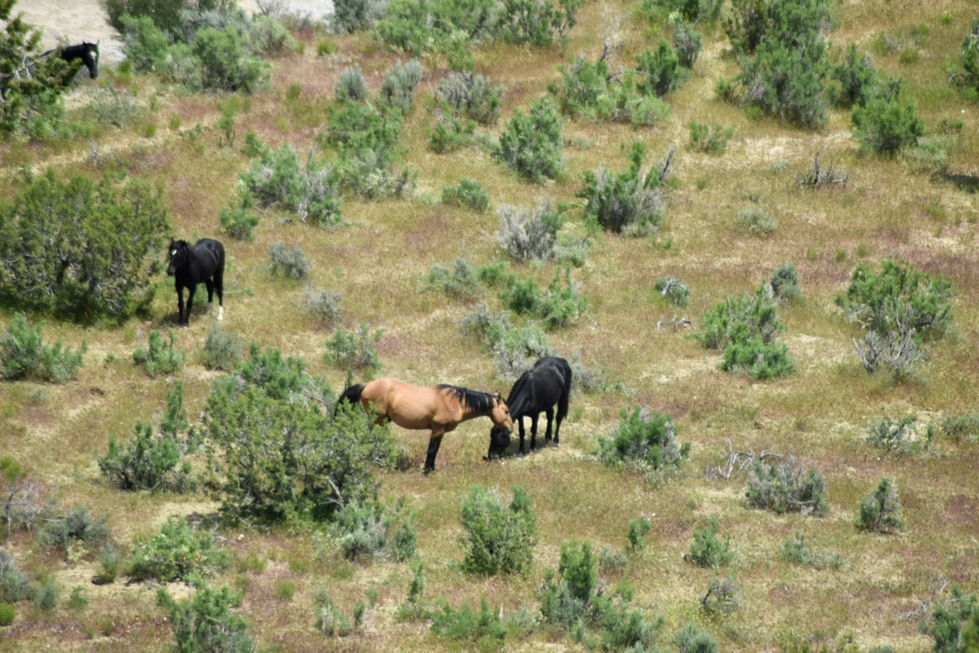 Wild Horses at Sand Wash Basin