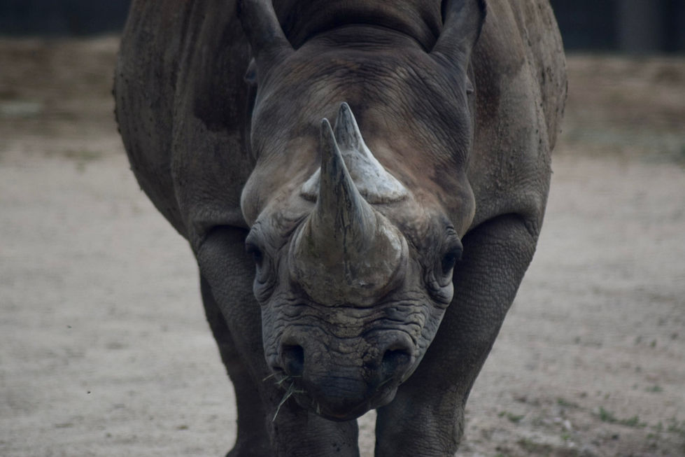 Rhino at the Denver Zoo