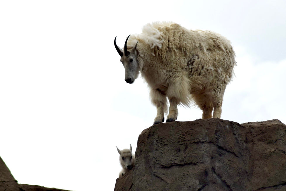 Mountain Goats at the Denver Zoo