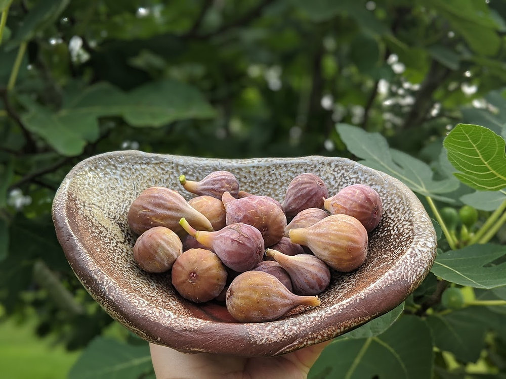U-pick farms; Picking our way through the Summer